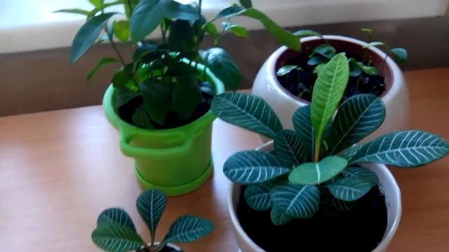 Праздник для растений. Fix Price в помощь. смотреть онлайн