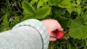 Розы в мае! Обзор по сортам начало цветения! Малинью, пачули, купер лайт, Бьен веню