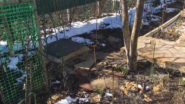 Розы на реанимации, как они сейчас выглядят. Обрезка розы "Голден Шауэрс". смотреть онлайн