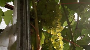 Виноград коринка русская