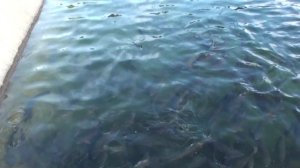 Рыбоводство .Форелевое хозяйство «Адлер».Сочи.Пруд для разведения рыбы.