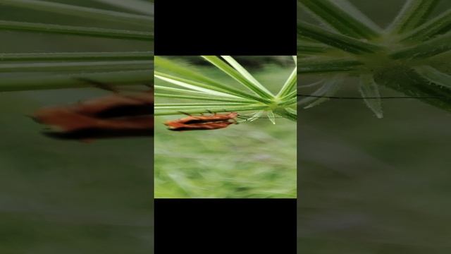 VID_20220711_175019.mp4