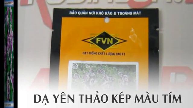 Hạt hoa Dạ yên thảo kép