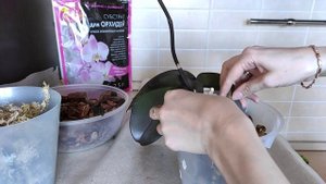 ПЕРЕСАДКА ОРХИДЕИ в магазинный грунт  ORCHIDS PHALAENOPSIS