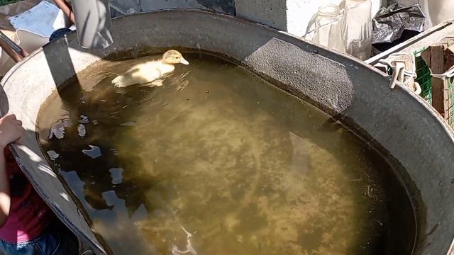 Дружковка.29 июня 2022.В мире животных.Донецкая область смотреть онлайн