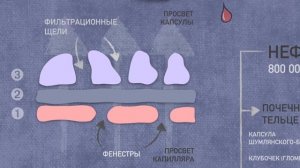 Клубочковая фильтрация.