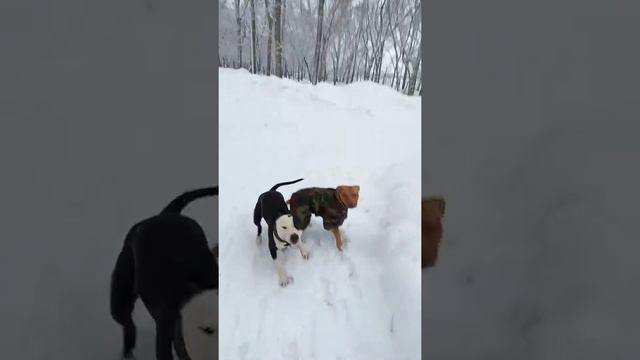 амстафф Шерон и питбуль Герти смотреть онлайн