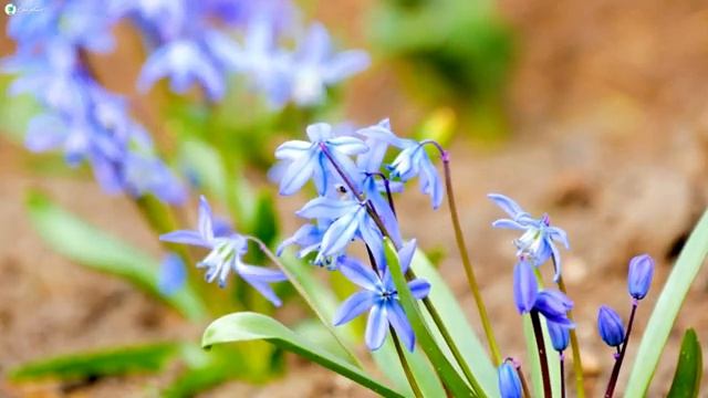 Spring 4K - Amazing Colors of Spring 4K Nature Relaxation Film - Relaxing Piano Music ( 4K UHD ) смотреть онлайн