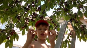 Сбор вишни. Внук Самуэль рассказывает о своих впечатлениях.