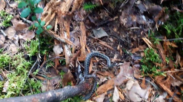 ПОЙМАЙ ГАДЮКУ-4 смотреть онлайн