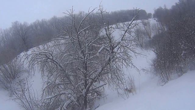 охота с фоксом Асей