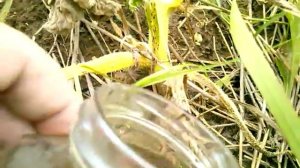 Удобрение тыквы-Уход за тыквой-тыква выращивание-тыква плод.Тыква чем удобрять.Удобрение самодельно