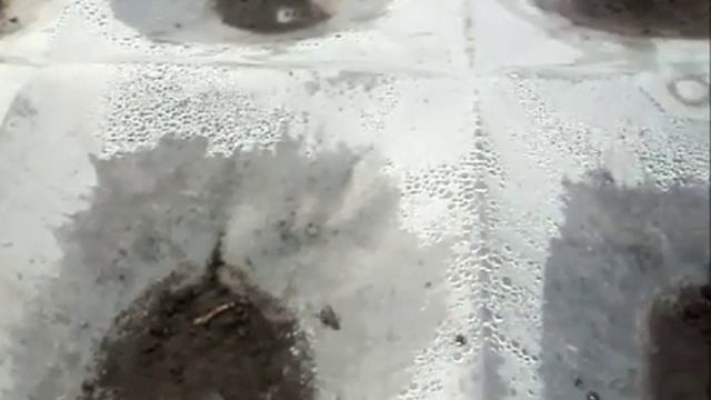 Степные сверчки - злостные вредители всходов в огородах смотреть онлайн