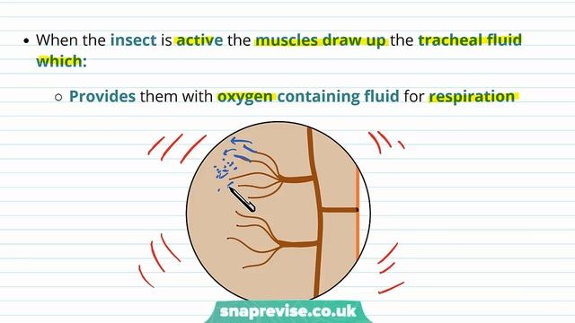 Gas Exchange in Insects | A-level Biology | OCR, AQA, Edexcel смотреть онлайн