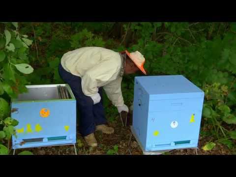 Рои, исправление ошибок.КАС-81- подкормка. Нефтекамск.