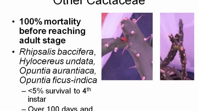 Iain Peterson - A new biological control for Pereskia aculeata - May 2013 смотреть онлайн