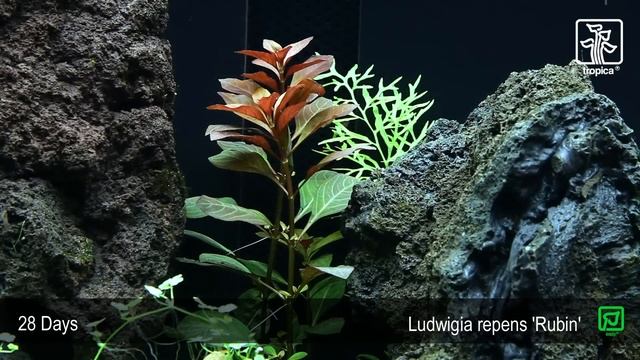 Ludwigia repens 'Rubin' смотреть онлайн