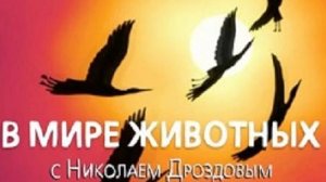 В мире животных с Николаем Дроздовым 2005 г  Выпуск -2