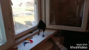 Ворон дома, когда скучно