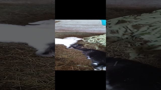 братцы милашки