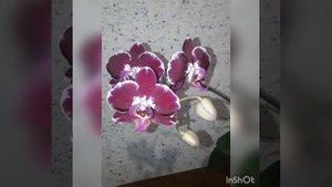 ??Орхидея Angers. Первое домашнее цветение!!!