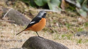 《COOLPIX P950》Nikonの最新コンデジ使ってみたらヤバい映像が撮れた【コンデジ野鳥Vlog】