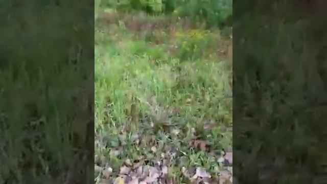 Shroom search 3 смотреть онлайн