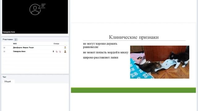 Мозжечковая атаксия у животных. Этиология. Клинические признаки. Диагностика и лечение.