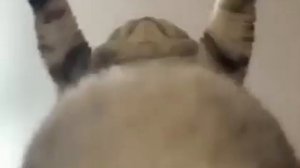 Просто танцующий жирный котик
