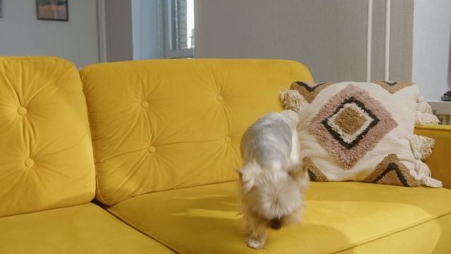 Ролики GRIFON для очистки одежды и мягкой мебели смотреть онлайн