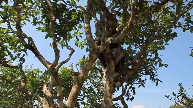 Laos Tea: How to pluck leaves from the big tea tree? смотреть онлайн