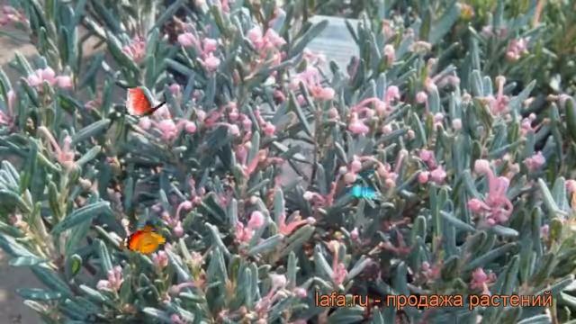 Андромеда многолистная Блу Лагун ? обзор: как сажать, саженцы андромеды Блу Лагун смотреть онлайн