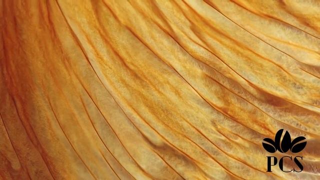 Кофе SPECIALTY PREMIUM ARABICA из Бразилии, Колумбии и Эфиопии.