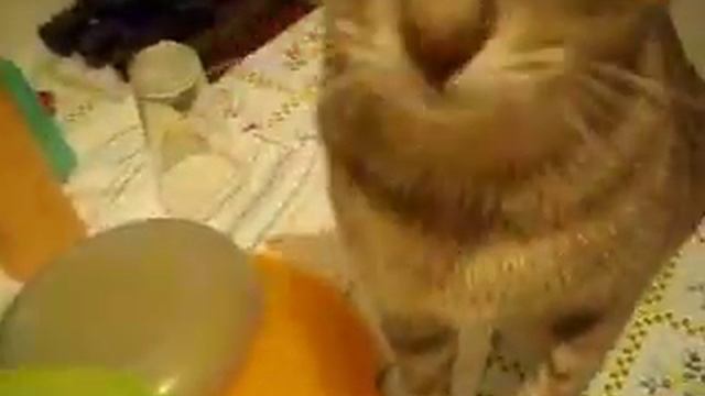 Riko,the cat,hates cameras смотреть онлайн