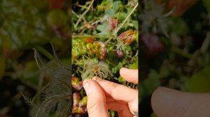 La clématite (Clematis vitalba) ou vigne blanche: ses feuilles et ses fruits