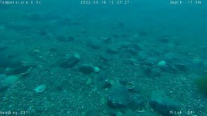 Подводные съемки дроном Gladius Mini. Острова Козлова, Карамзина и другие. Владивосток