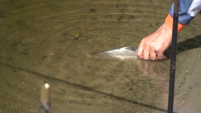 Как вязать фидерный поводок с 4 крючками - покажет Дядя Фёдор. В нерест им ловить запрещено!