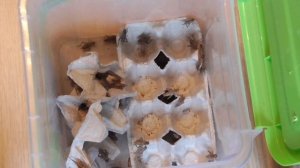 Уход за сверчками и кормление ящерицы (часть 1)