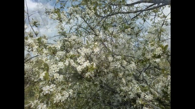 Какая красота - майская дача?Этот бушующий и чарующий месяц май!! Полно впечатлений ?????