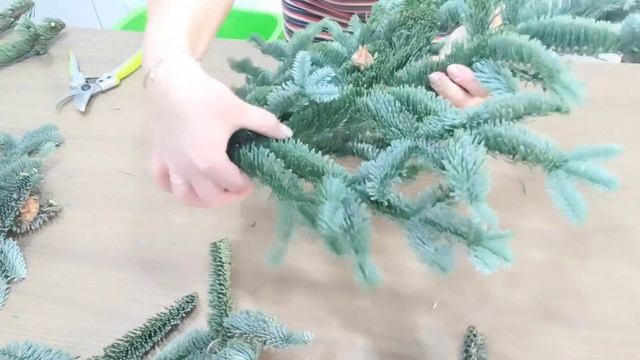 Пихта Нобилис, как хранить, как обработать. смотреть онлайн