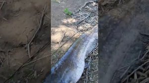 92кг сом в набережных челнах