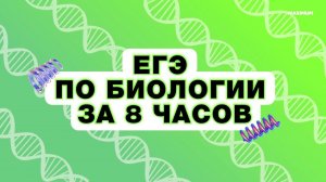 ЕГЭ 2024 ПО БИОЛОГИИ за 8 часов! Консультация перед экзаменом