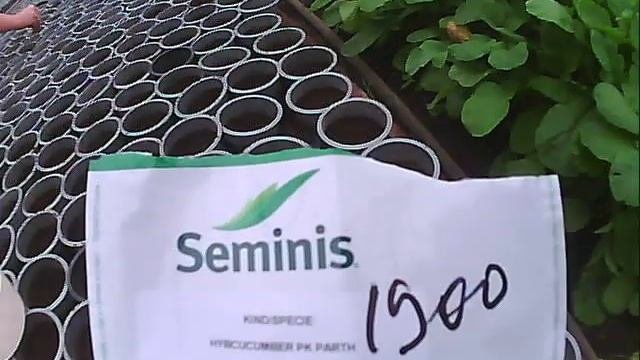 обзор семян огурца герман