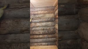Как убрать плесень и грибок с древесины
