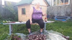 Как вырастить свеклу. урожай 2017