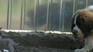 московская сторожевая. Акбару 4 месяца. котенку 1 месяц.