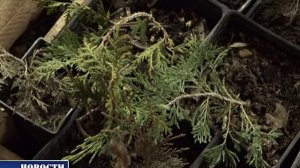 Чишминский плодопитомник начал реализацию саженцев