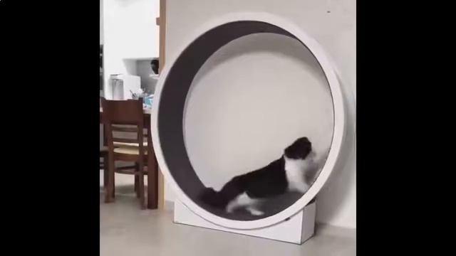 СПОРТ Наше ВСЕ!!! ~ Эти Забавные Животные!!! смотреть онлайн