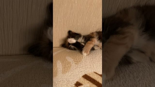 Наша новая питомица 🐈