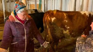 МУЖ НАЧИНАЕТ ДОИТЬ КОРОВ! МОЕТ ВЫМЯ ОТ ГРЯЗИ!